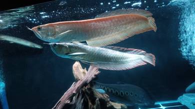 Ikan Arowana Silver Red 11inc