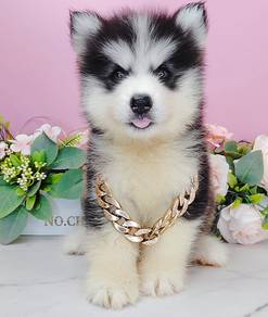Wooly husky