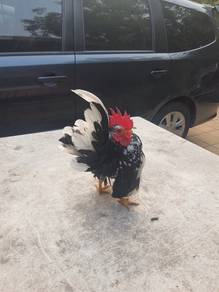 Ayam serama
