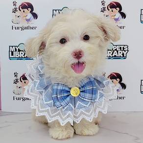 Maltipoo