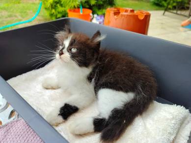 TOPs A-GRADE Yujiro Black White Curl Ragdoll cat