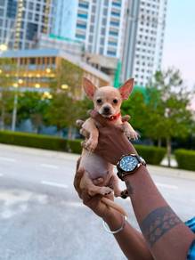 chihuahua puppy for sale