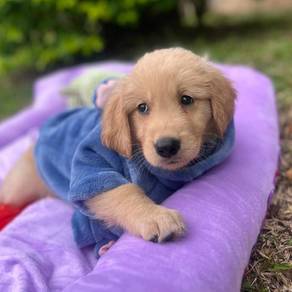 Golden Retriever y