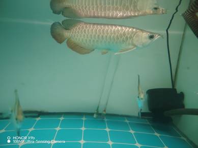 ikan arowana mgbb 