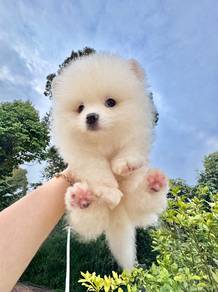 baby pomeranian male