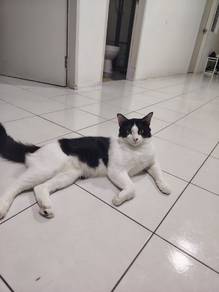Cat for Adopt