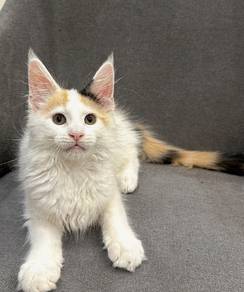 Purebred Female Mainecoon kitten.