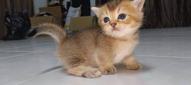 Bsh Munchkin Golden High Quality