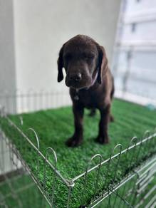 chocolate Labrador7