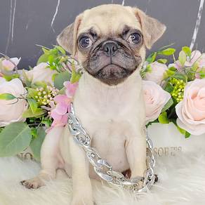 Pug