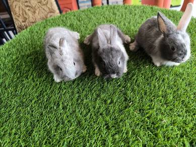 anak rabbit arnab Mix LH