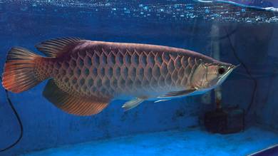 Ikan Arowana MGBB