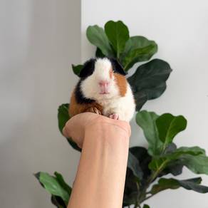 Tricolor teddy bear guinea pig tikus belanda