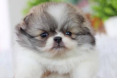 Pomeranian