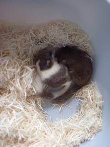 Dormouse 