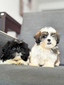 Shih Tzu puppies for sale