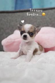 Apple head Chihuahua 