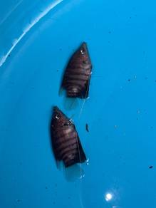 kaloi red borneo gourami ikan sungai