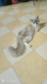 Ragdoll mix DLH