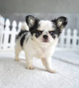 CHIHUAHUA PUPPIES 188🌷Head Apple Bonnie Dog Boy