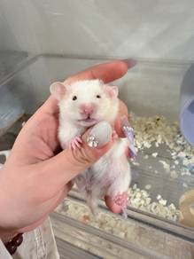 Satin Syrian Hamster