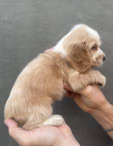 ENGLISH COCKER SPANIEL PUPPIES C44 🌻 Boy-Girl