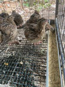 burung puyuh