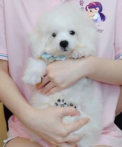 Bichon Frise