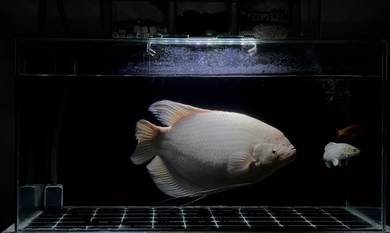 Albino kaloi