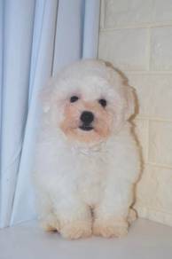 G14 Cute Bichon Puppy