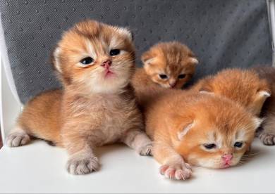 British Short Hair BSH Golden
