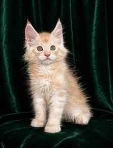 Maine Coon