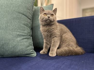 BSH Blue
