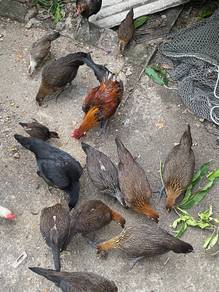 ayam hutan