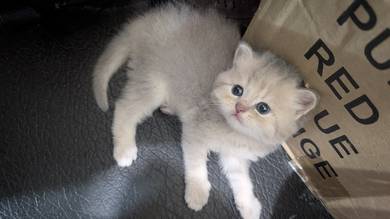 bsh golden ft maincoon 