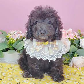 Poodle