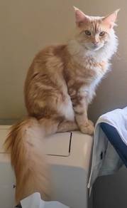 Mainecoon