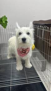 西高地女 Westie highland terrier
Female
F4
Dob: 22 