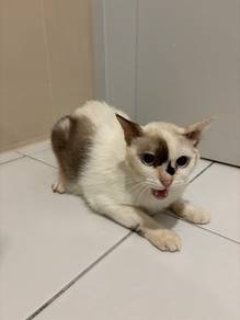 Siamese