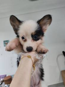 Pembroke Welsh corgi tri color