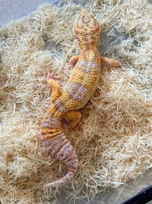 Leopard Gecko