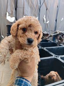 poodle
