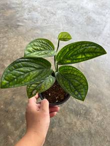 Monstera Peru