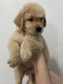 Golden Retriever puppies 17