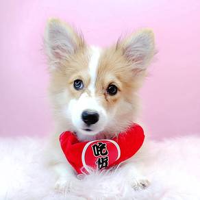 Corgi