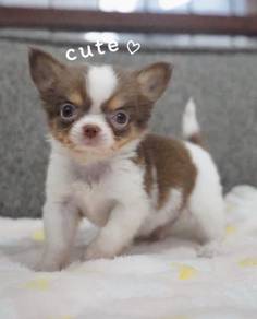 CHIHUAHUA PUPPIES VIP252🌷Head Apple Cute Dog
