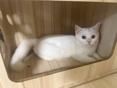 kitten