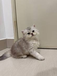 [BSH] - Silver British Longhair Male