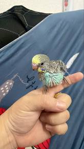 baby budgie jinak