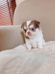 Long Hair Chihuahua Puppy